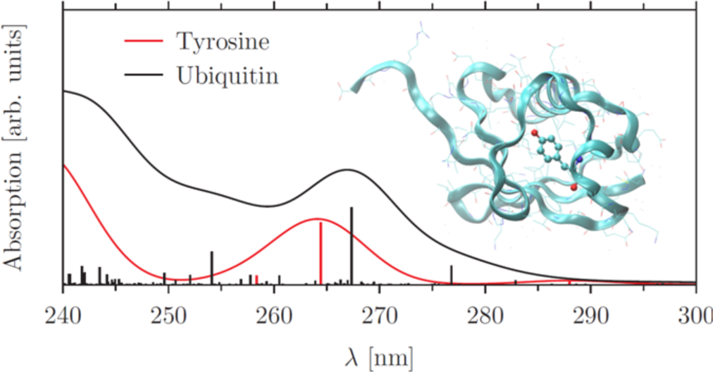 Tyrosine ubiquitin spectrum